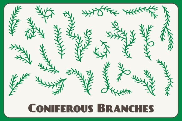 Coniferous Branches PNG Clipart